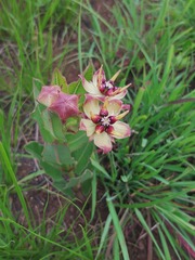 Pachycarpus concolor