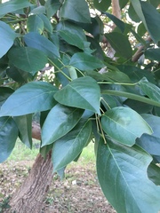 Erythrina crista-galli