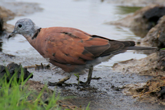 Streptopelia tranquebarica humilis