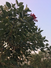 Erythrina crista-galli