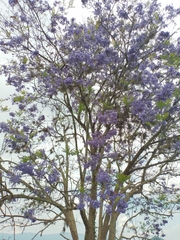 Jacaranda mimosifolia
