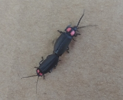 Pyractonema