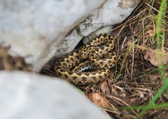 Vipera ursinii