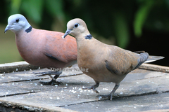 Streptopelia tranquebarica humilis