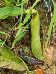 Nepenthes mirabilis