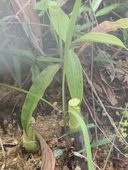 Nepenthes mirabilis