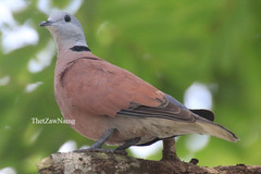 Streptopelia tranquebarica humilis