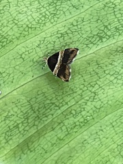 Choreutis basalis