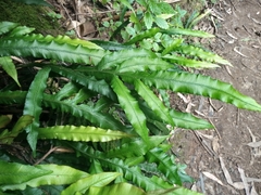 Blechnum patersonii