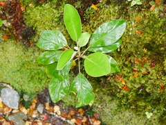 Brachyglottis buchananii