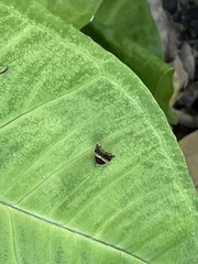Choreutis basalis