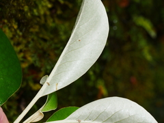 Brachyglottis buchananii