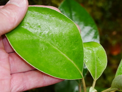 Brachyglottis buchananii