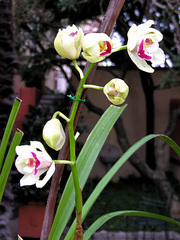 Cymbidium
