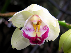 Cymbidium