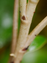 Brachyglottis buchananii