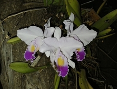 Cattleya