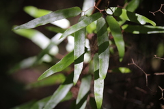 Lygodium articulatum