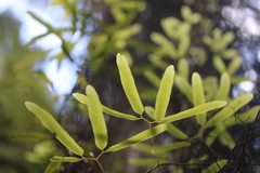 Lygodium articulatum