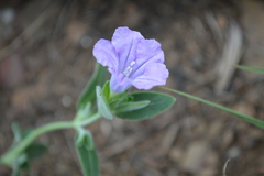 Ruellia