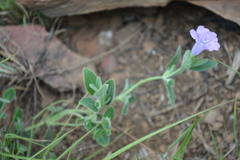 Ruellia
