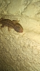 Hemidactylus parvimaculatus