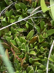 Coprosma atropurpurea