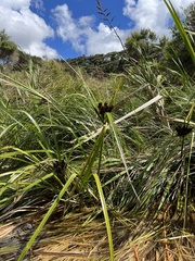 Cyperus ustulatus