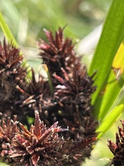 Cyperus ustulatus