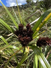 Cyperus ustulatus