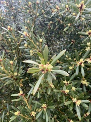 Tasmannia xerophila