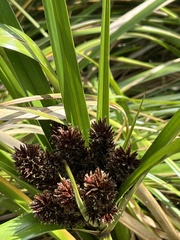 Cyperus ustulatus