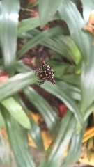 Gasteracantha geminata