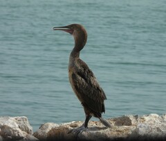 Phalacrocorax nigrogularis