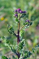 Cirsium monspessulanum
