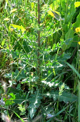 Cirsium monspessulanum
