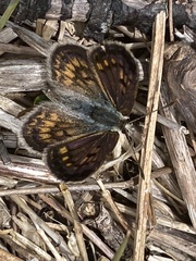 Lycaena tama