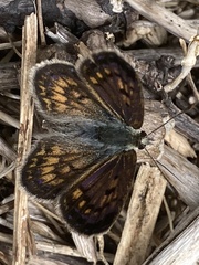 Lycaena tama
