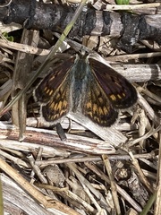 Lycaena tama