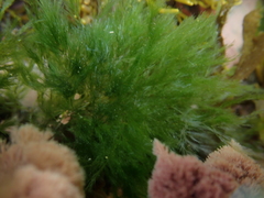 Bryopsis
