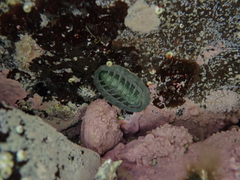 Chitonoidea