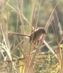 Prinia inornata