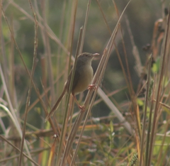 Prinia inornata