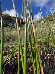 Eleocharis sphacelata