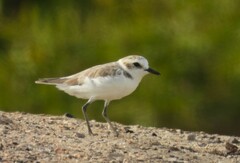 Charadrius alexandrinus