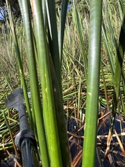 Eleocharis sphacelata