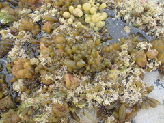 Adenocystis utricularis