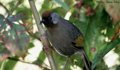 Trochalopteron melanostigma