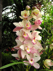 Cymbidium