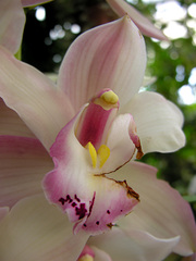 Cymbidium